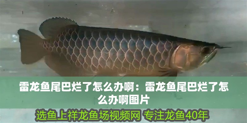 雷龍魚尾巴爛了怎么辦啊：雷龍魚尾巴爛了怎么辦啊圖片