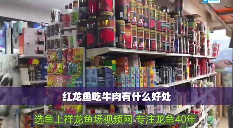 紅龍魚吃牛肉有什么好處