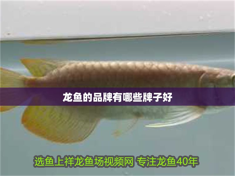 龍魚的品牌有哪些牌子好