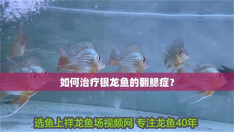 如何治療銀龍魚的翻鰓癥？