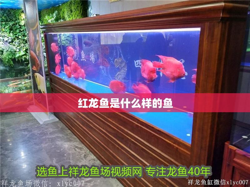 紅龍魚是什么樣的魚