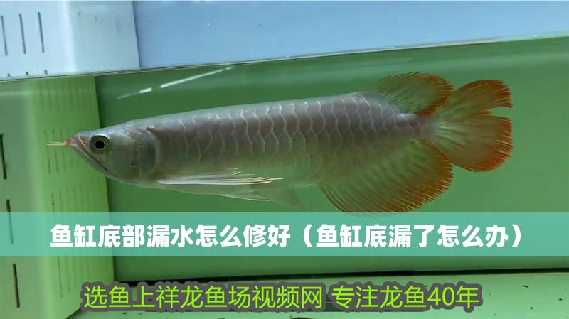 魚缸底部漏水怎么修好（魚缸底漏了怎么辦）