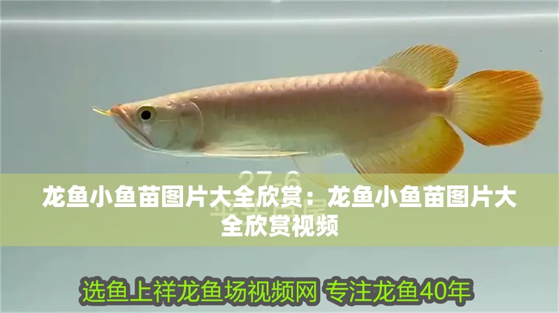 龍魚小魚苗圖片大全欣賞：龍魚小魚苗圖片大全欣賞視頻