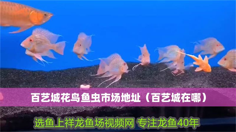 百藝城花鳥魚蟲市場地址（百藝城在哪） 百藝城花鳥魚蟲市場地址（百藝城在哪） 龍魚百科 第1張