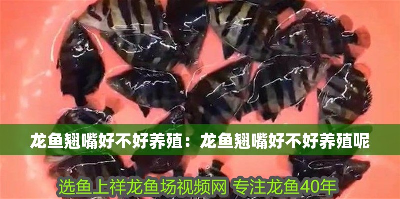 龍魚翹嘴好不好養殖：龍魚翹嘴好不好養殖呢