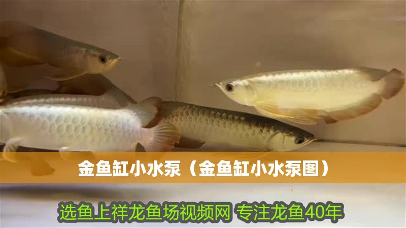 金魚缸小水泵（金魚缸小水泵圖） 金魚缸小水泵（金魚缸小水泵圖） 龍魚百科 第1張