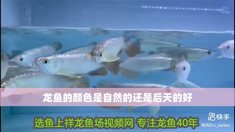 龍魚的顏色是自然的還是后天的好 龍魚的顏色是自然的還是后天的好 龍魚百科 第2張