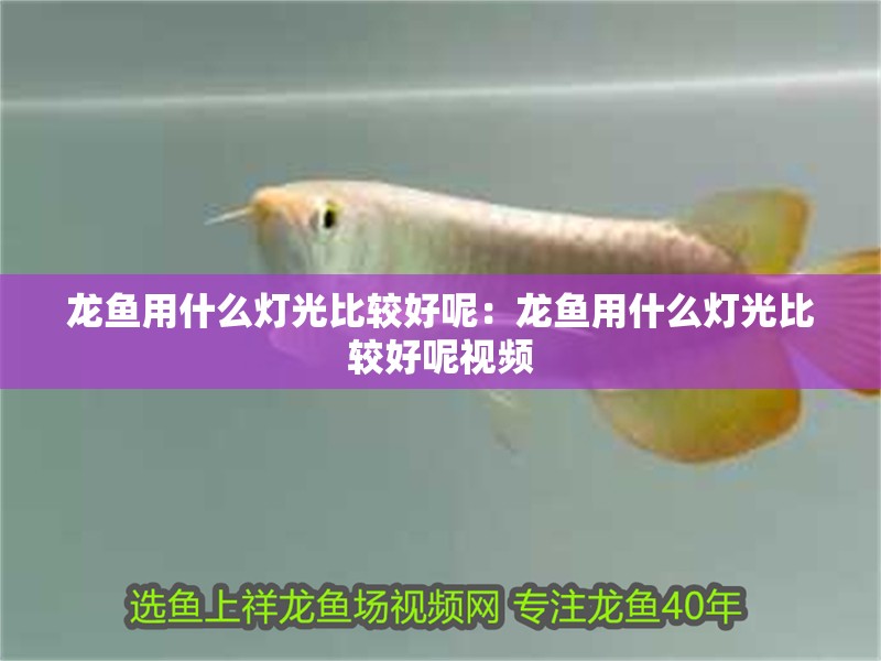 龍魚用什么燈光比較好呢：龍魚用什么燈光比較好呢視頻