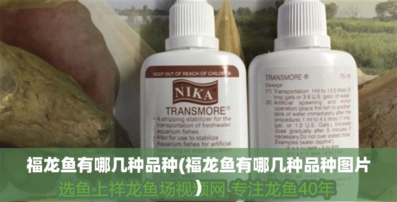 福龍魚有哪幾種品種(福龍魚有哪幾種品種圖片)