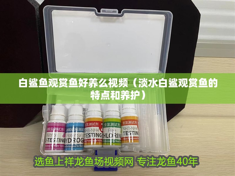 白鯊魚觀賞魚好養么視頻（淡水白鯊觀賞魚的特點和養護） 白鯊魚觀賞魚好養么視頻（淡水白鯊觀賞魚的特點和養護） 全國水族館企業名錄 第2張