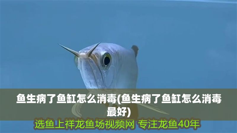 魚(yú)生病了魚(yú)缸怎么消毒(魚(yú)生病了魚(yú)缸怎么消毒最好)