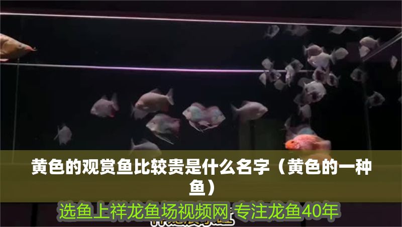 黃色的觀賞魚比較貴是什么名字（黃色的一種魚）