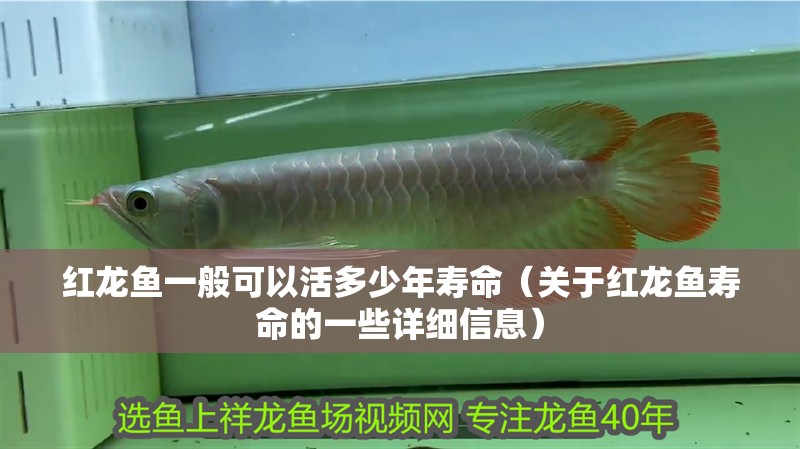 紅龍魚一般可以活多少年壽命（關于紅龍魚壽命的一些詳細信息）