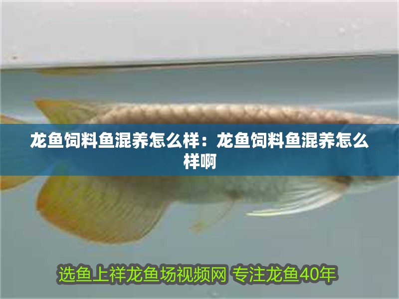 龍魚飼料魚混養怎么樣：龍魚飼料魚混養怎么樣啊
