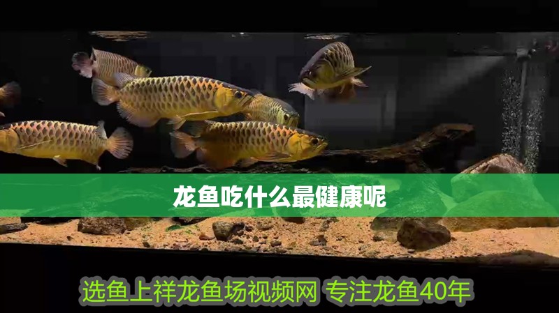 龍魚吃什么最健康呢