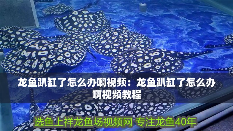 龍魚趴缸了怎么辦啊視頻：龍魚趴缸了怎么辦啊視頻教程
