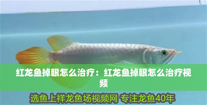 紅龍魚掉眼怎么治療：紅龍魚掉眼怎么治療視頻