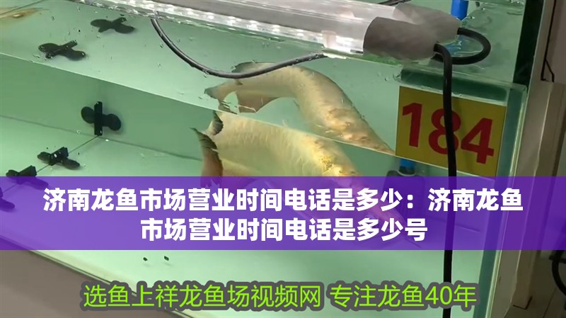 濟南龍魚市場營業時間電話是多少：濟南龍魚市場營業時間電話是多少號 濟南龍魚市場營業時間電話是多少：濟南龍魚市場營業時間電話是多少號 水族問答