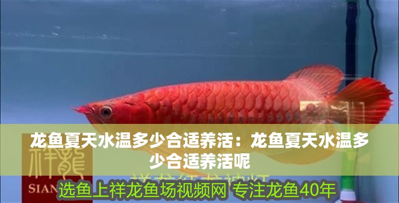 龍魚夏天水溫多少合適養(yǎng)活：龍魚夏天水溫多少合適養(yǎng)活呢