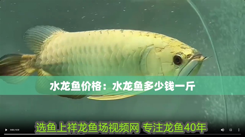 水龍魚(yú)價(jià)格：水龍魚(yú)多少錢(qián)一斤