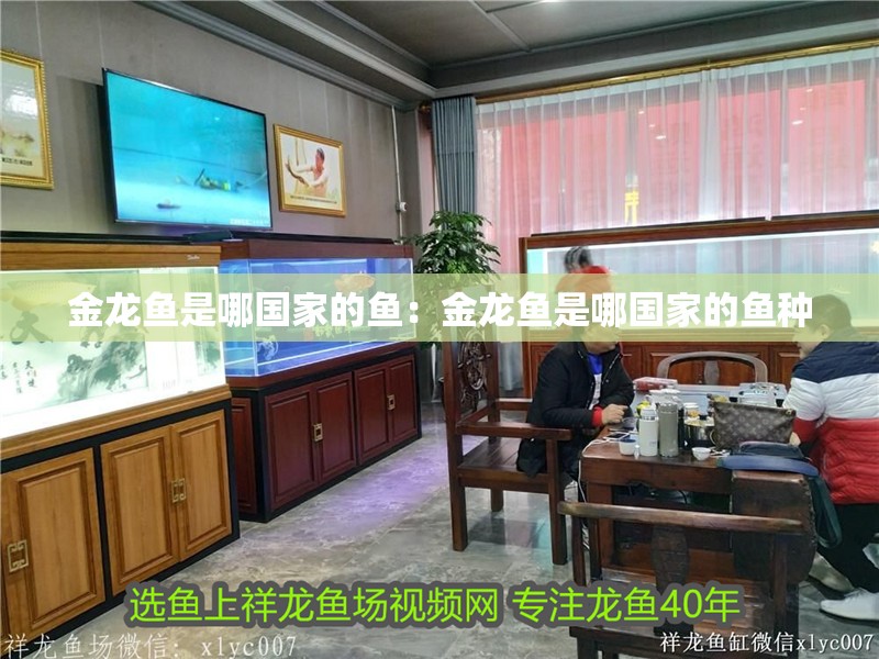 金龍魚是哪國家的魚：金龍魚是哪國家的魚種