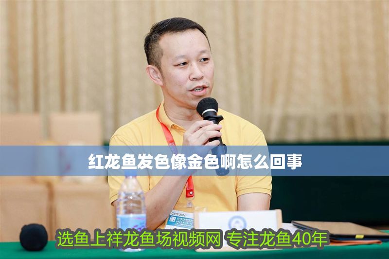 紅龍魚(yú)發(fā)色像金色啊怎么回事