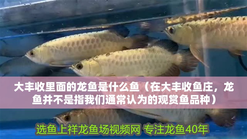 大豐收里面的龍魚是什么魚（在大豐收魚莊，龍魚并不是指我們通常認為的觀賞魚品種）