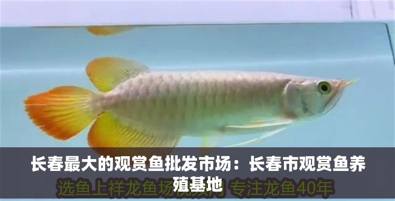 長春最大的觀賞魚批發市場：長春市觀賞魚養殖基地