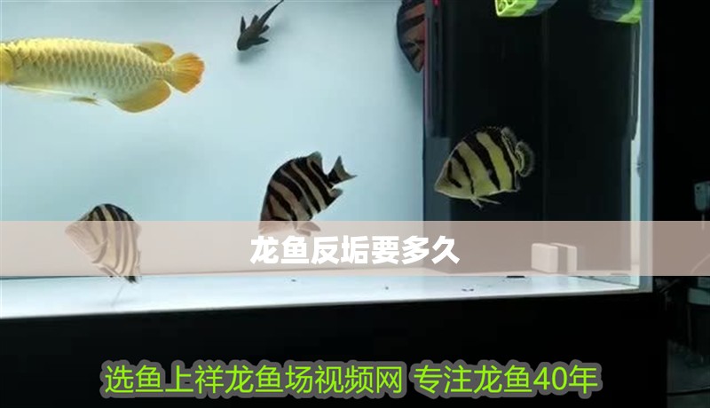 龍魚反垢要多久 龍魚百科 第2張 龍魚反垢要多久 龍魚反垢要多久 龍魚百科 第2張