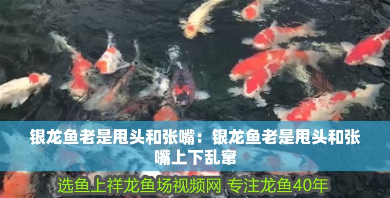 銀龍魚老是甩頭和張嘴：銀龍魚老是甩頭和張嘴上下亂竄