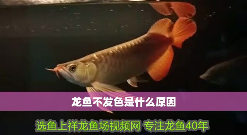 龍魚不發色是什么原因