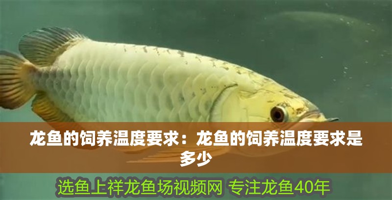 龍魚的飼養溫度要求：龍魚的飼養溫度要求是多少