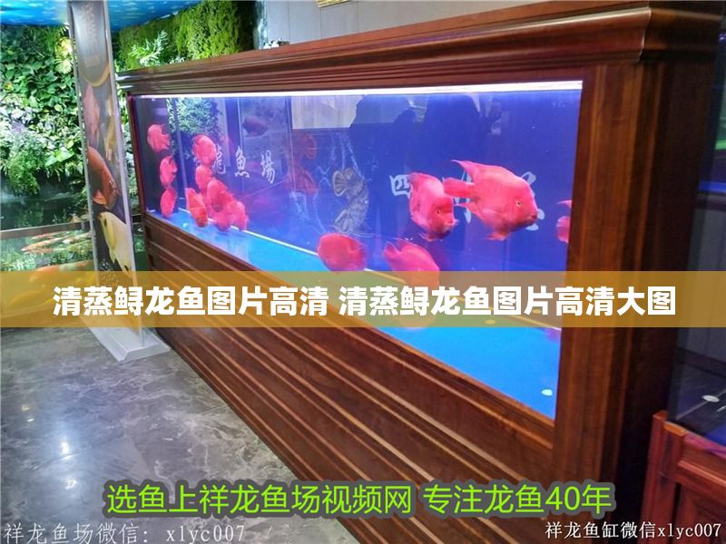 清蒸鱘龍魚圖片高清 清蒸鱘龍魚圖片高清大圖