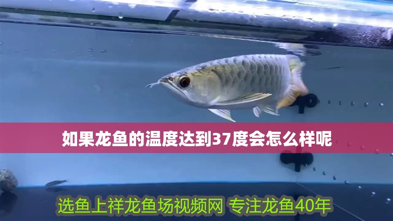 如果龍魚的溫度達(dá)到37度會(huì)怎么樣呢