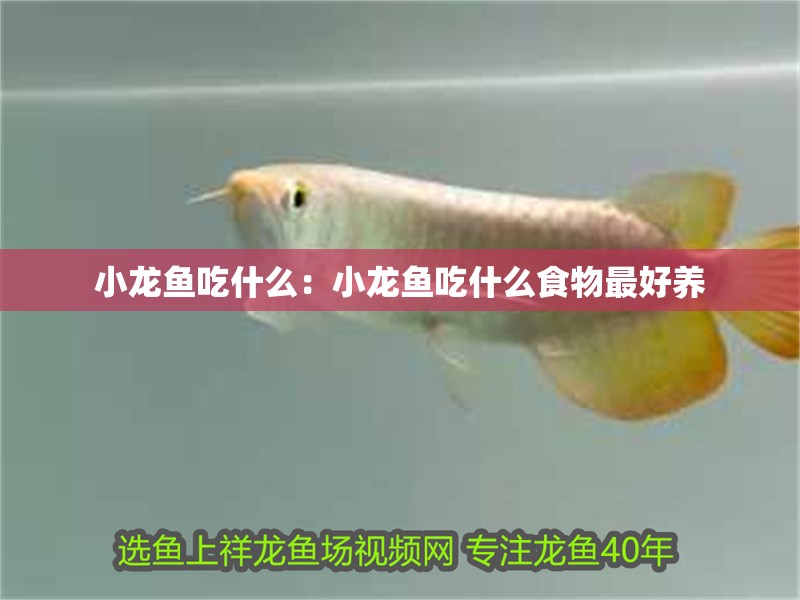 小龍魚吃什么：小龍魚吃什么食物最好養