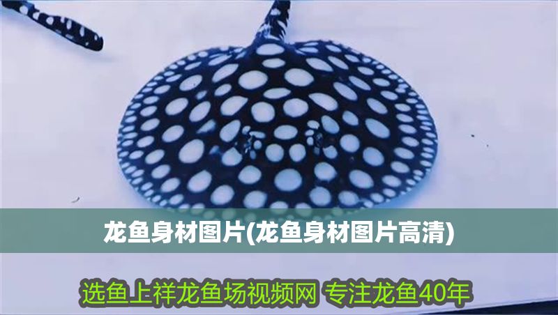 龍魚身材圖片(龍魚身材圖片高清)