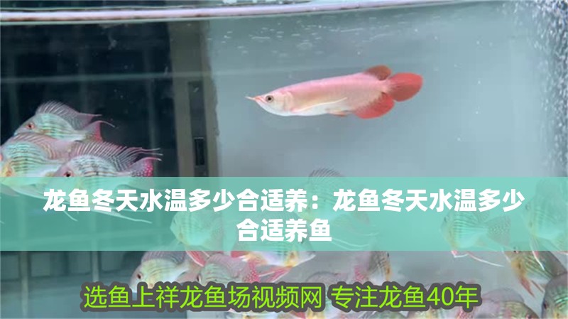 龍魚冬天水溫多少合適養：龍魚冬天水溫多少合適養魚 龍魚冬天水溫多少合適養：龍魚冬天水溫多少合適養魚 水族問答