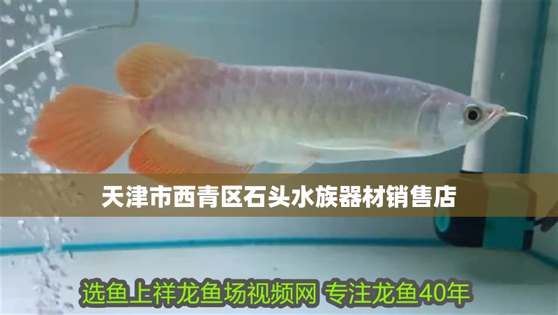天津市西青區(qū)石頭水族器材銷售店 天津市西青區(qū)石頭水族器材銷售店 全國(guó)水族館企業(yè)名錄 第2張