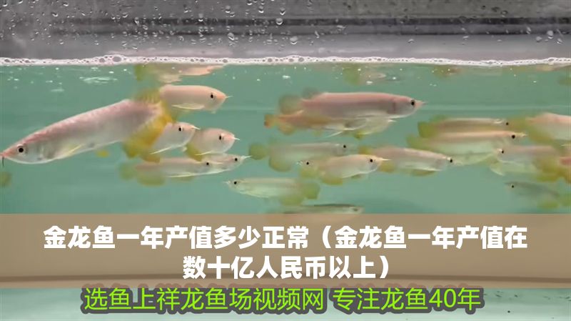 金龍魚一年產值多少正常（金龍魚一年產值在數十億人民幣以上）