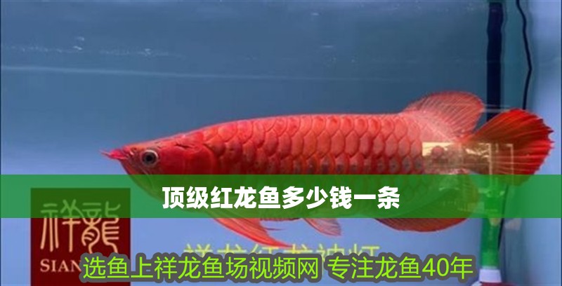 頂級紅龍魚多少錢一條
