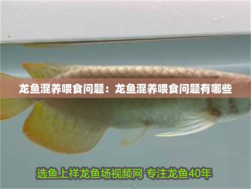 龍魚混養喂食問題：龍魚混養喂食問題有哪些