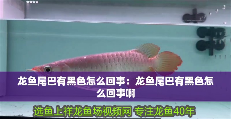 龍魚尾巴有黑色怎么回事：龍魚尾巴有黑色怎么回事啊