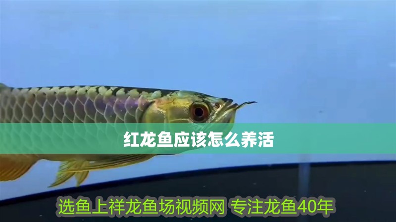 紅龍魚應該怎么養活