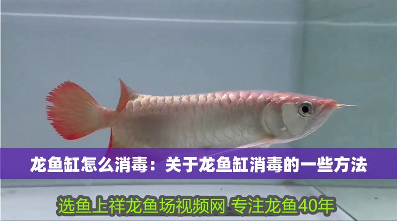 龍魚缸怎么消毒：關于龍魚缸消毒的一些方法