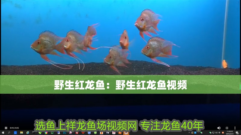 野生紅龍魚(yú)：野生紅龍魚(yú)視頻