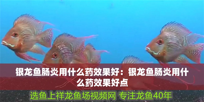 銀龍魚腸炎用什么藥效果好:銀龍魚腸炎用什么藥效果好點(diǎn) 水族問(wèn)答 銀龍魚腸炎用什么藥效果好:銀龍魚腸炎用什么藥效果好點(diǎn) 銀龍魚腸炎用什么藥效果好:銀龍魚腸炎用什么藥效果好點(diǎn) 水族問(wèn)答