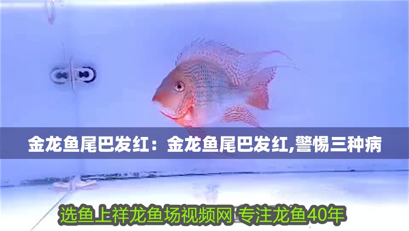 金龍魚尾巴發(fā)紅：金龍魚尾巴發(fā)紅,警惕三種病 金龍魚尾巴發(fā)紅：金龍魚尾巴發(fā)紅,警惕三種病 水族問答