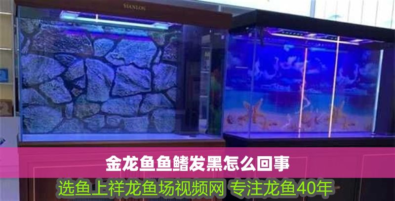 金龍魚魚鰭發黑怎么回事 金龍魚魚鰭發黑怎么回事 龍魚百科 第2張