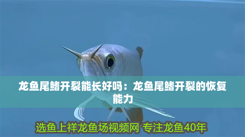 龍魚尾鰭開裂能長好嗎：龍魚尾鰭開裂的恢復(fù)能力