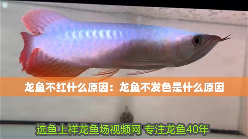 龍魚不紅什么原因：龍魚不發色是什么原因